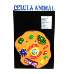 Maqueta celula en plastoformo 31.5x50cm.